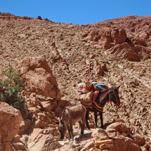 Mules to fetch water in the Todra Gorge for the mountain dwellers